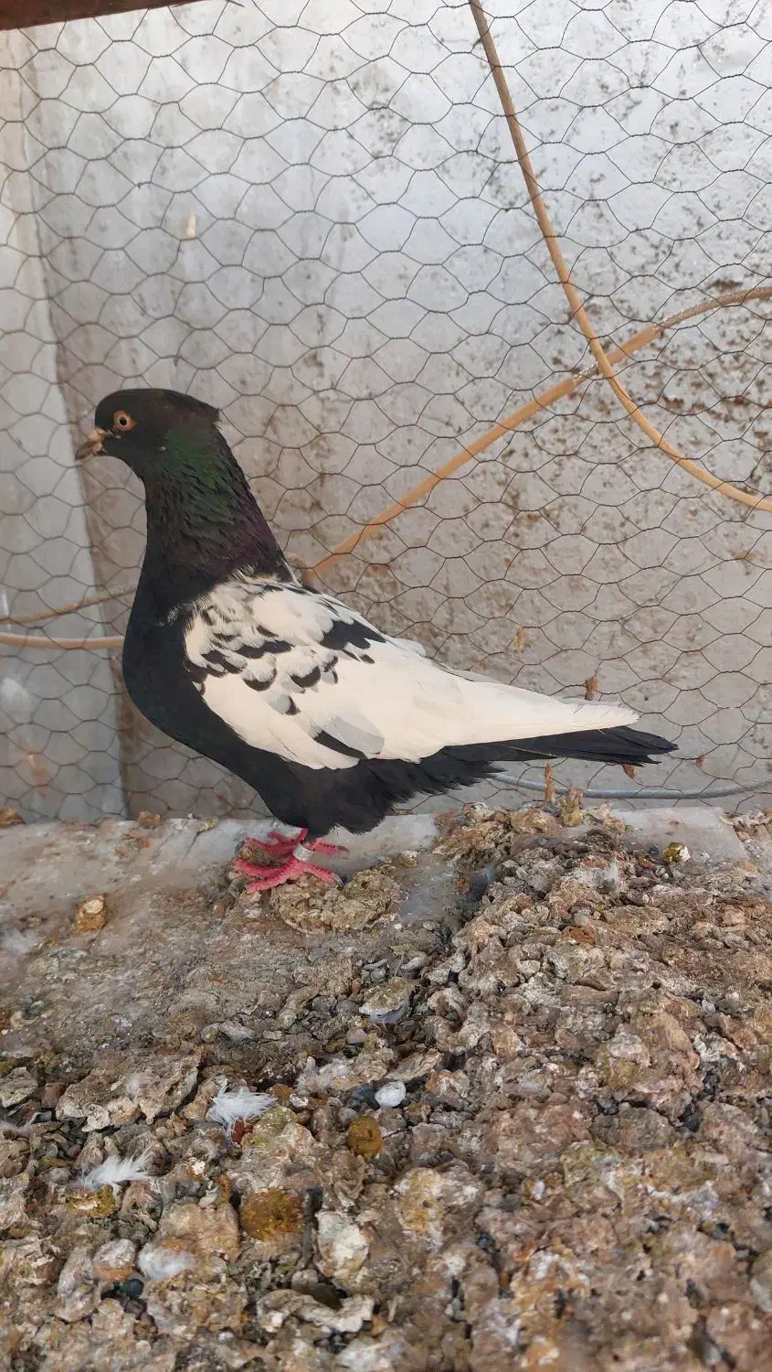 کبوتد|پرنده|قهدریجان, |دیوار