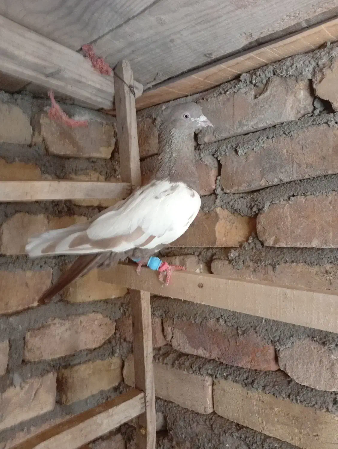 دوتا دمبی یه دورنگ|پرنده|تاکستان, |دیوار