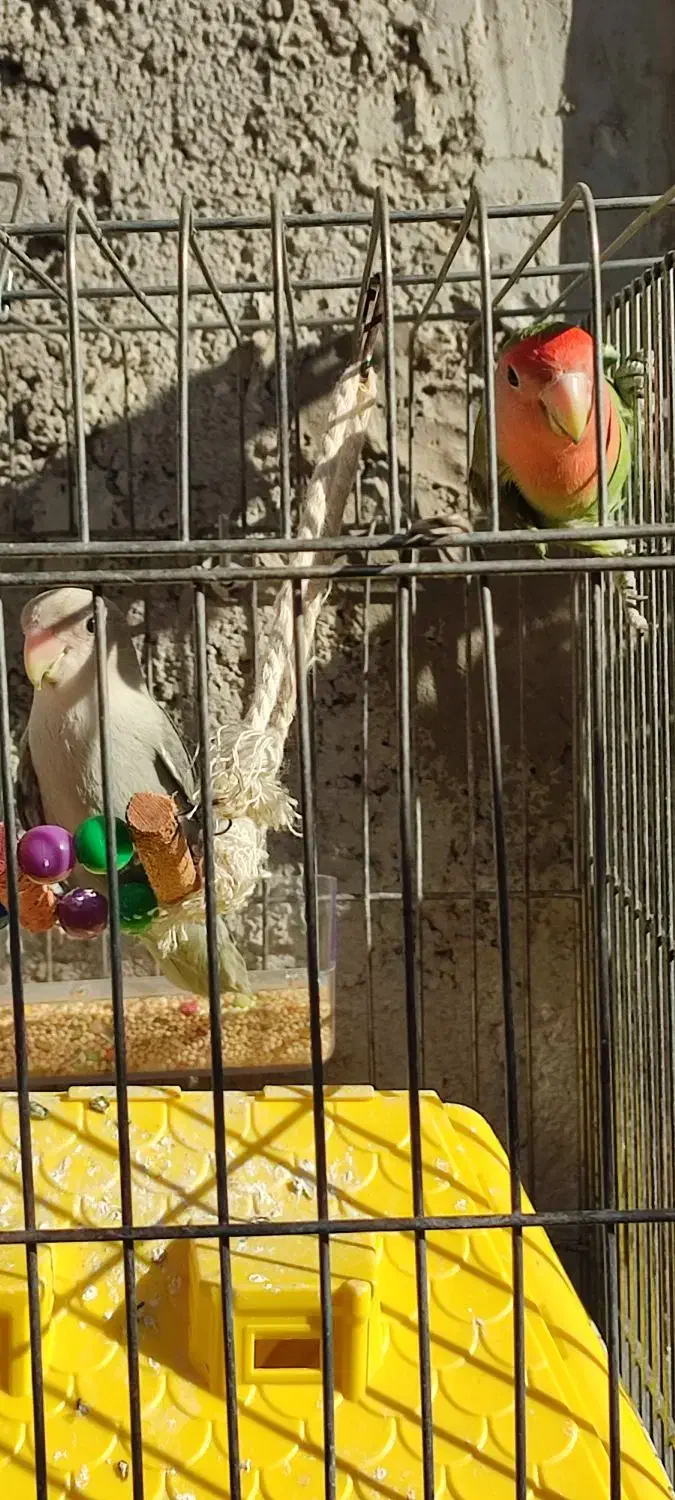 طوطی برزیلی|پرنده|رستم‌آباد, |دیوار