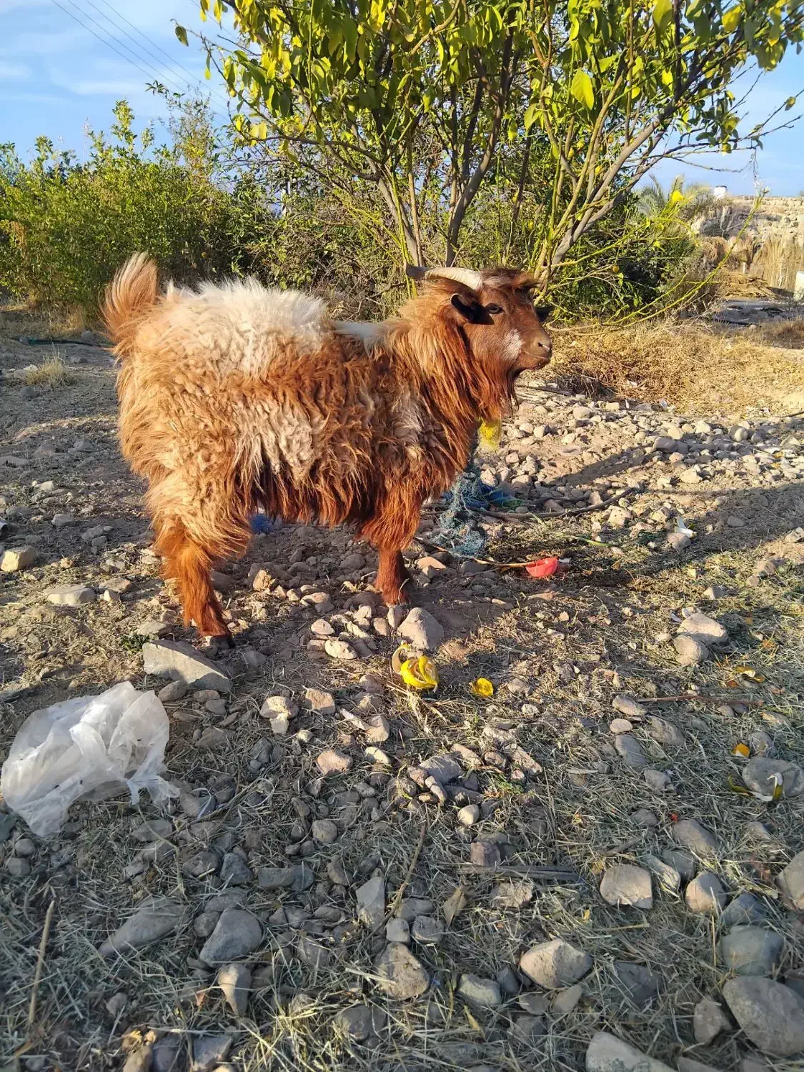 گوسفند نری  قیمت۸۳۰۰|حیوانات مزرعه|جیرفت, |دیوار