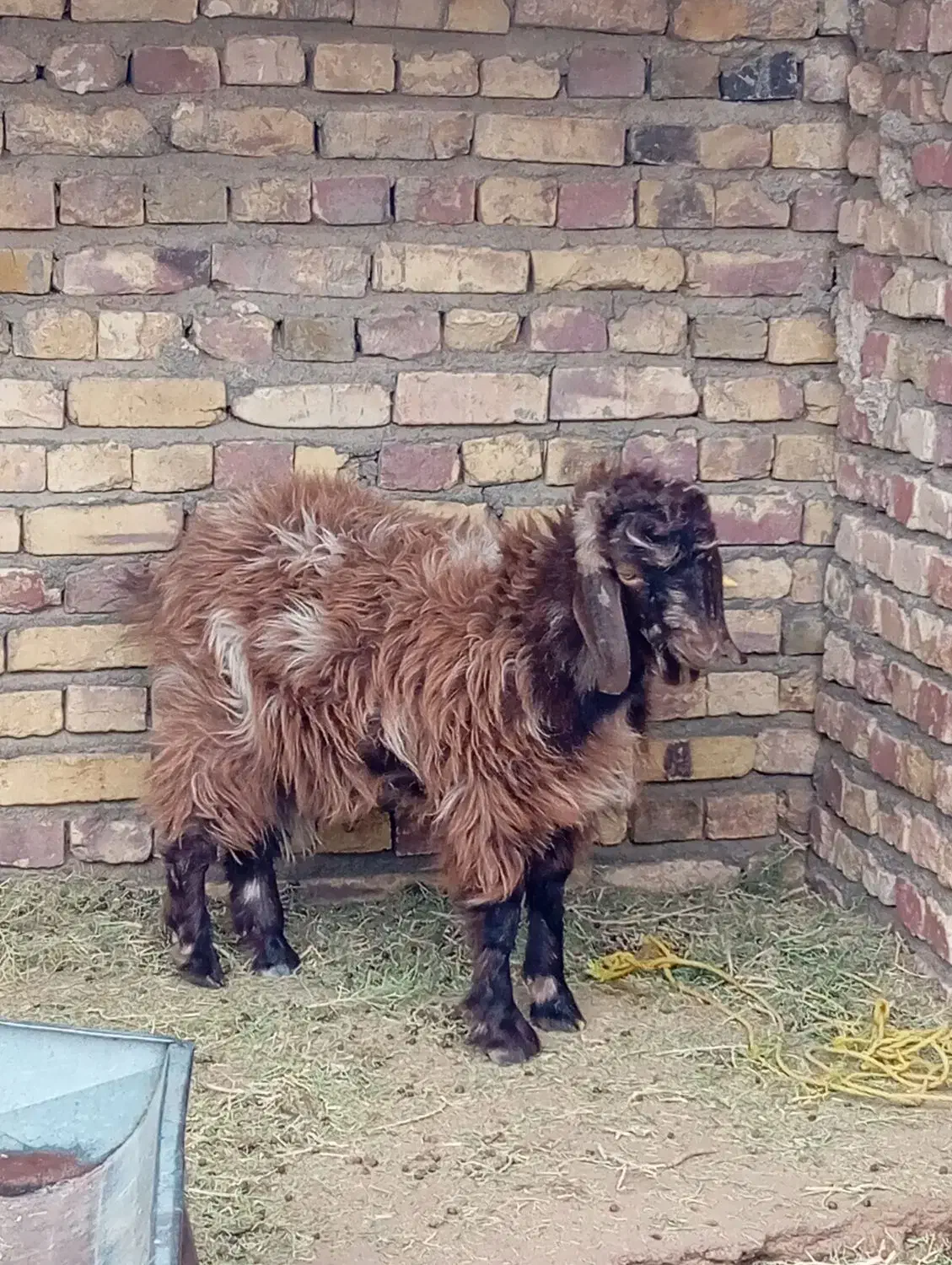 کهر نر|حیوانات مزرعه|نیمروز, |دیوار