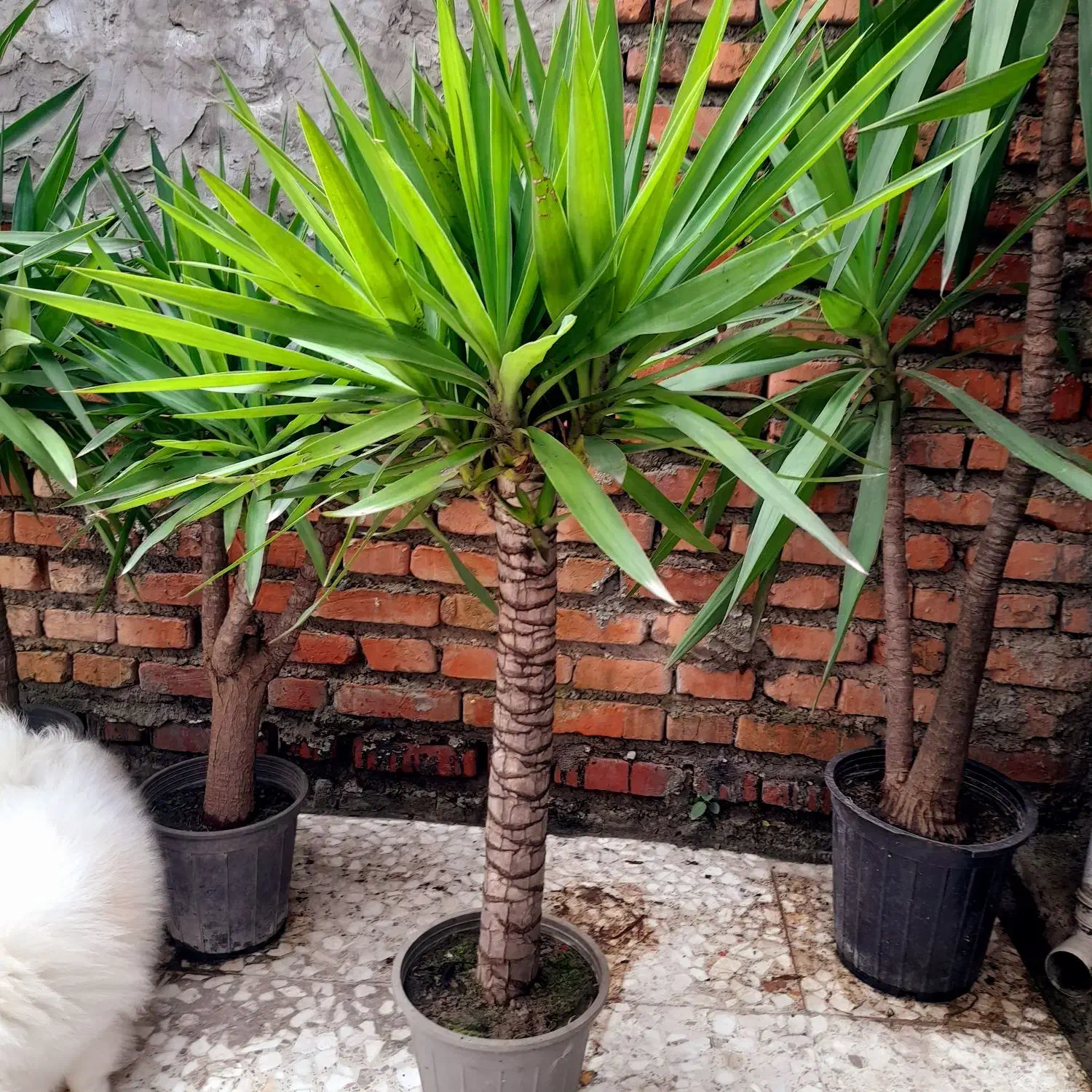 یوکا سالم ریشه پر فقط و فقط ۳۰۰|گل و گیاه طبیعی|آمل, |دیوار