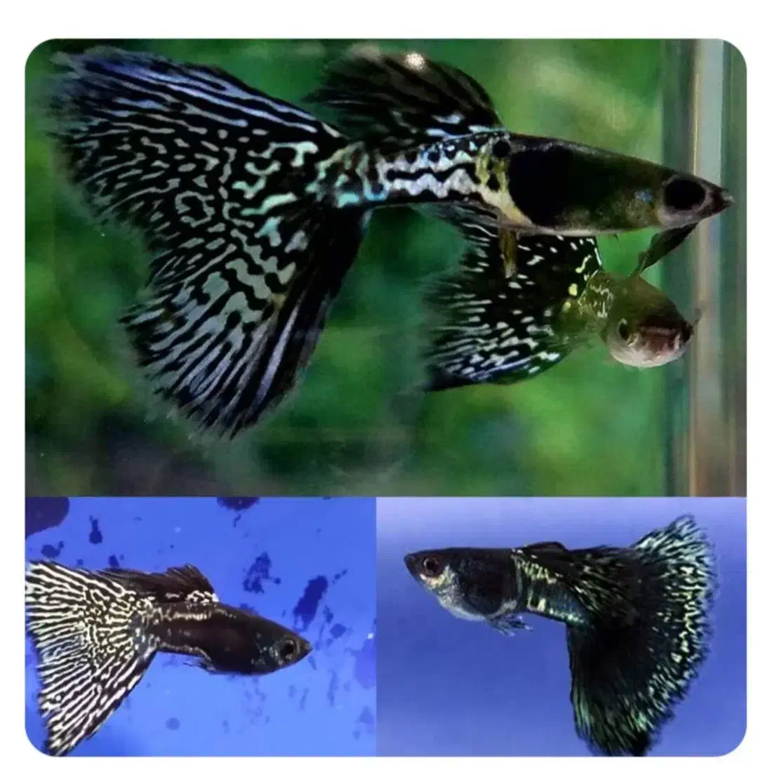 گوپی بلک متال|ماهی|مهریز, |دیوار