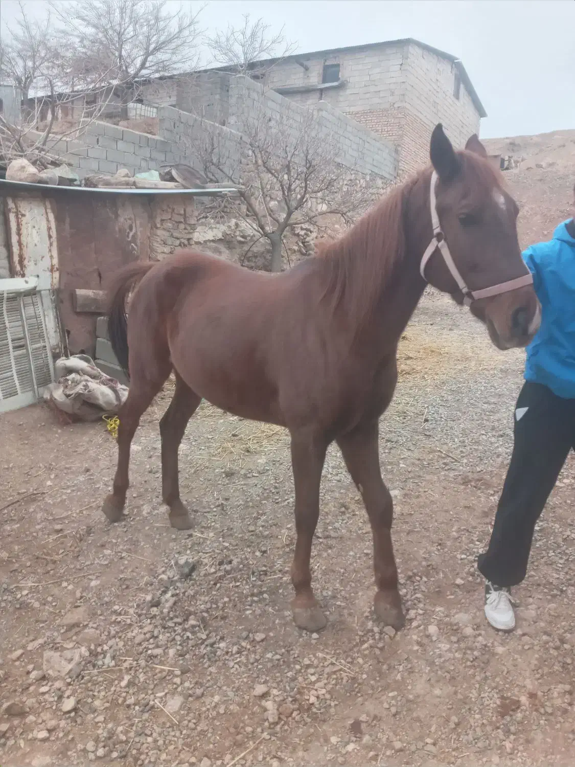 اسب مادیون باکره قاطره اروم سواری|اسب و تجهیزات اسب‌سواری|کرج, کمال‌شهر|دیوار