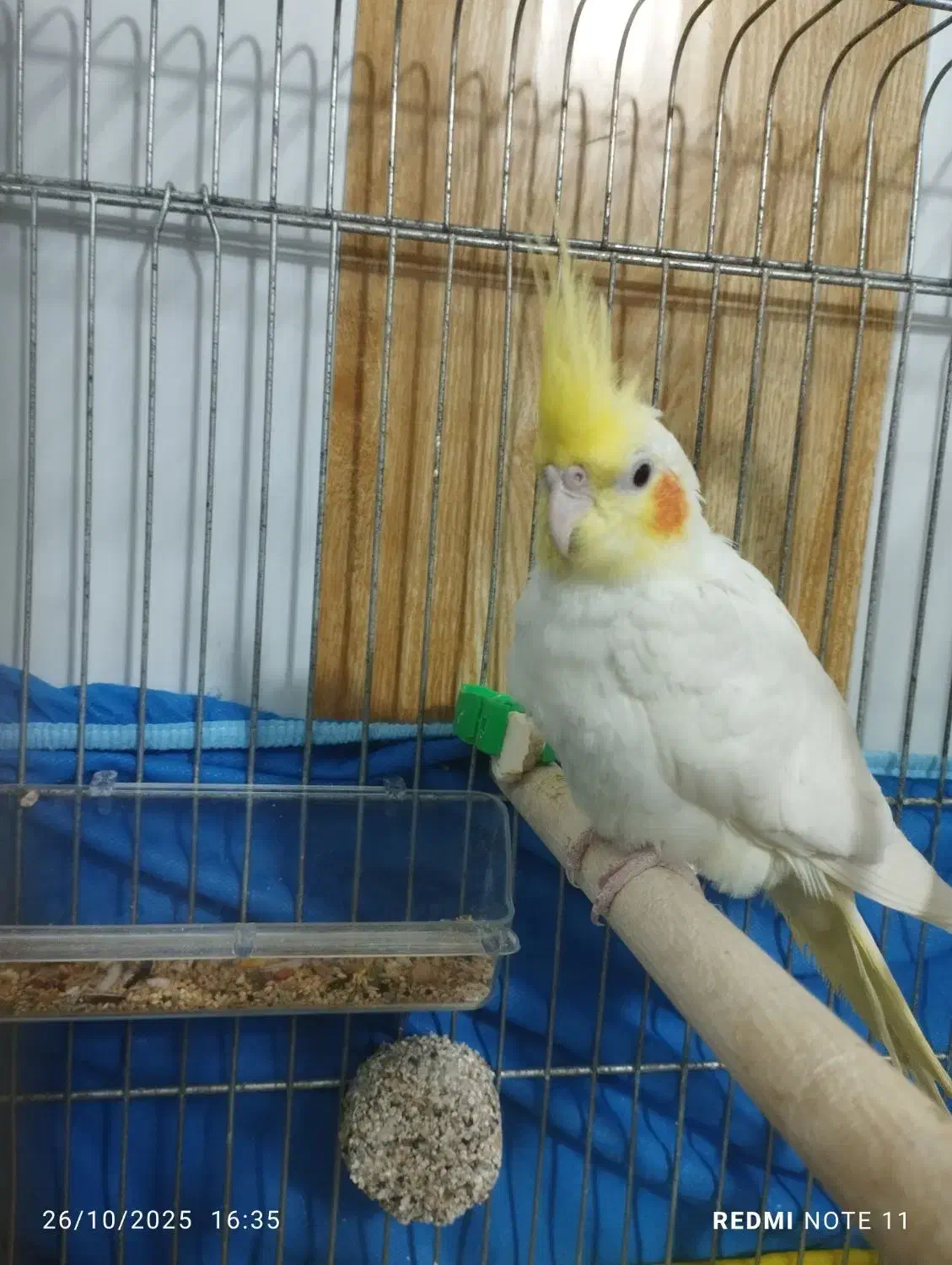 عروس هلندی نر|پرنده|بره‌سر, |دیوار