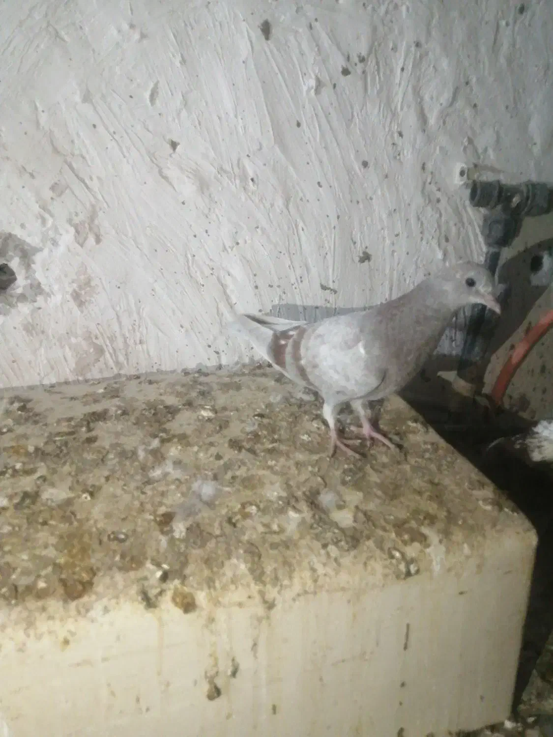 کبوتر|پرنده|آزادشهر, |دیوار