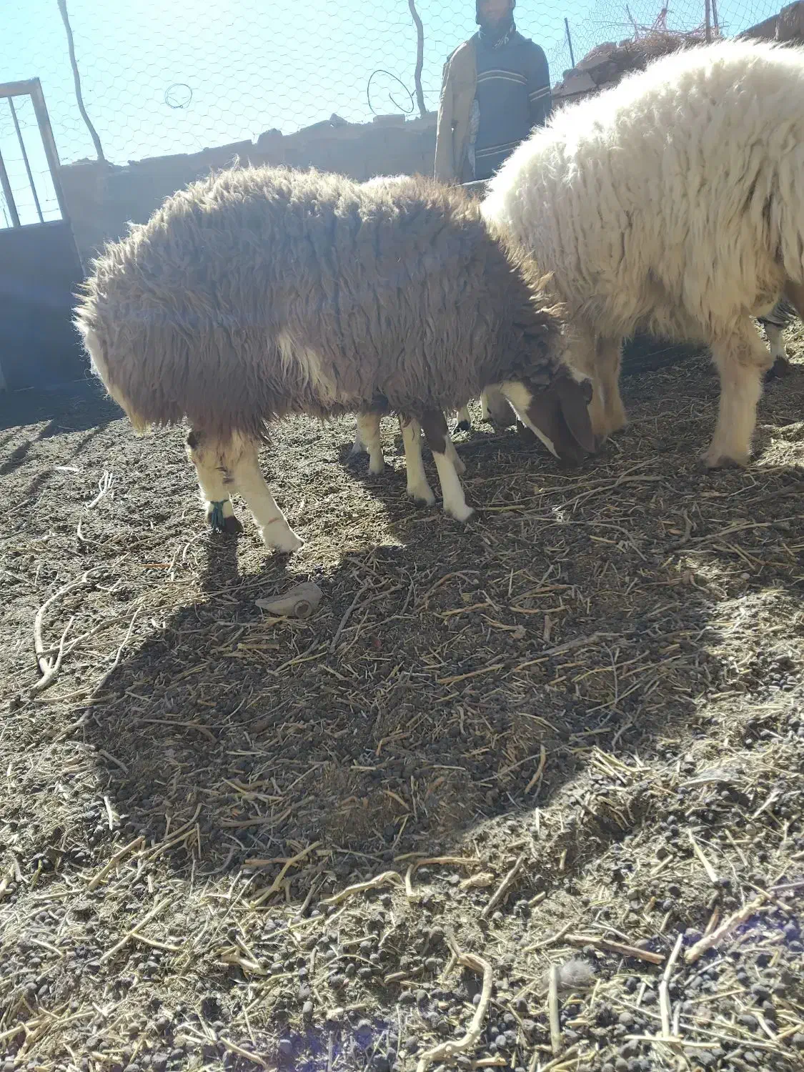 بره ماده|حیوانات مزرعه|فردوس (خراسان), |دیوار