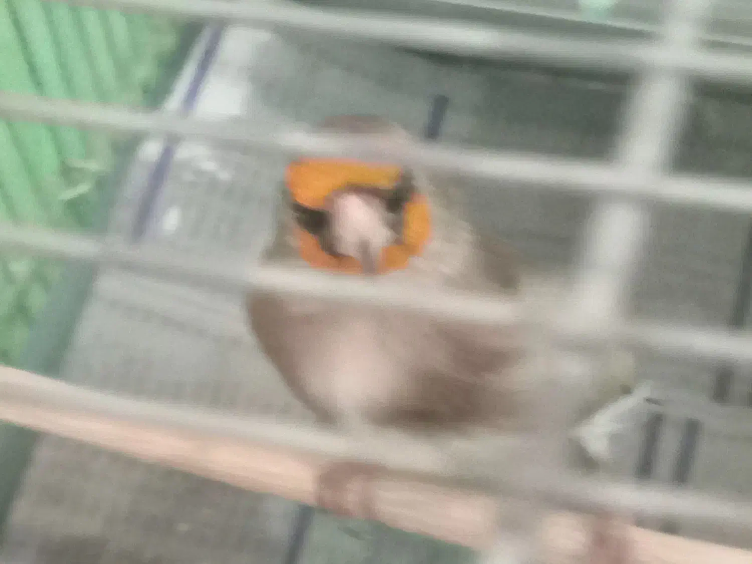 سهره دورگ کرمونی جوجه پارسال|پرنده|تهران, حر|دیوار