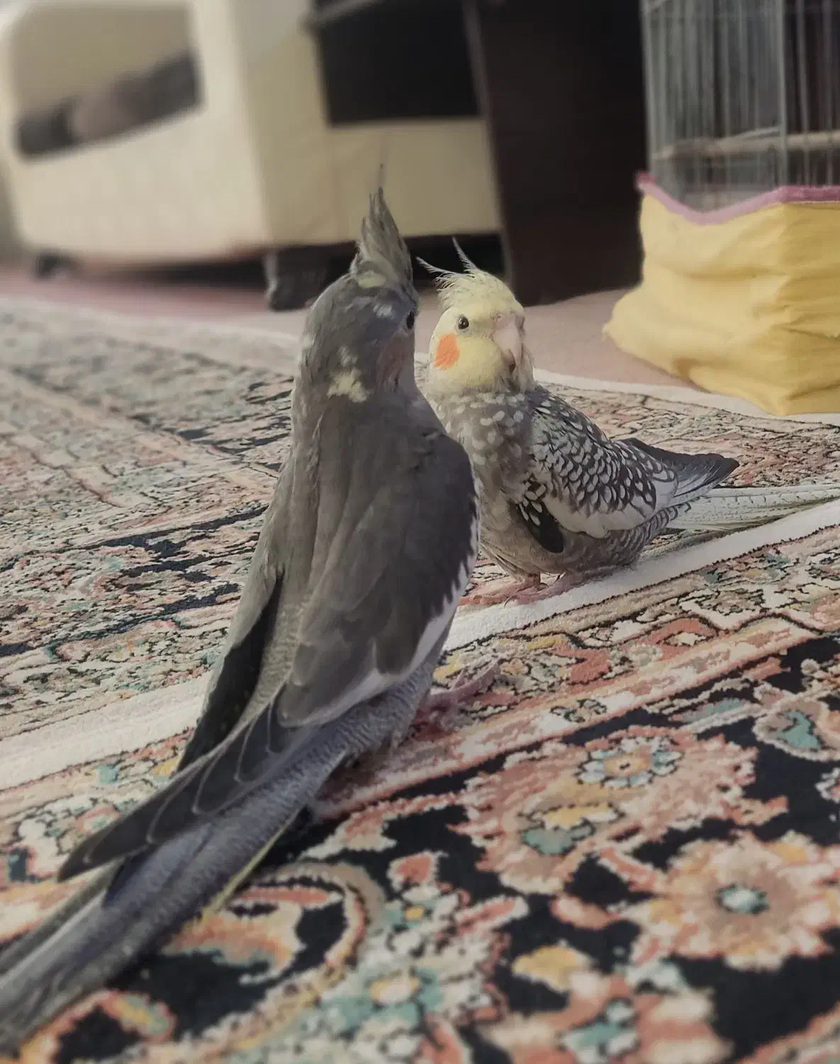 عروس هلندی|پرنده|شاهدشهر, |دیوار