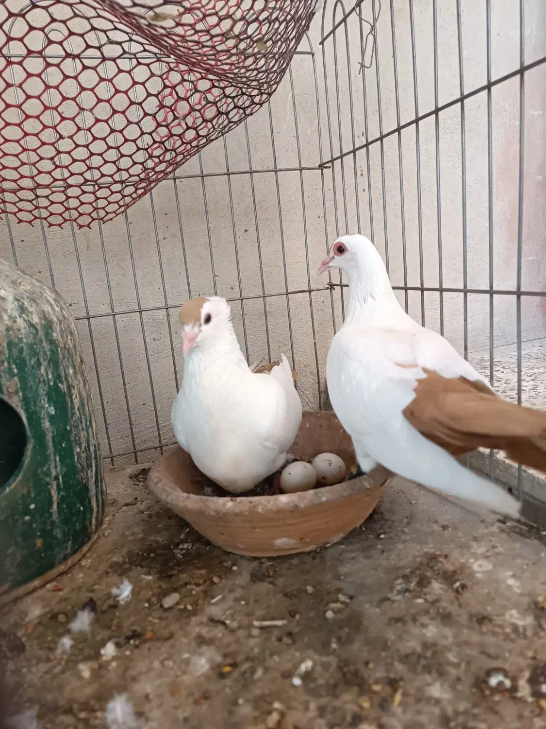 دوجفت دم زرد کرمونی اصیل عطیغه|پرنده|بندرعباس, |دیوار