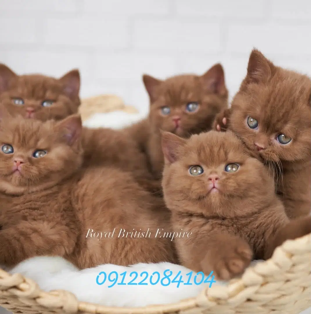 گربه چاکلت ناتلای واقعی و خوشمزه|گربه|تهران, پاسداران|دیوار