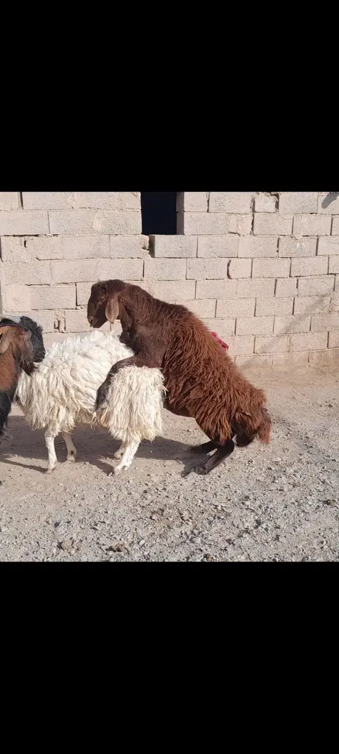 بره نر|حیوانات مزرعه|خواف, |دیوار