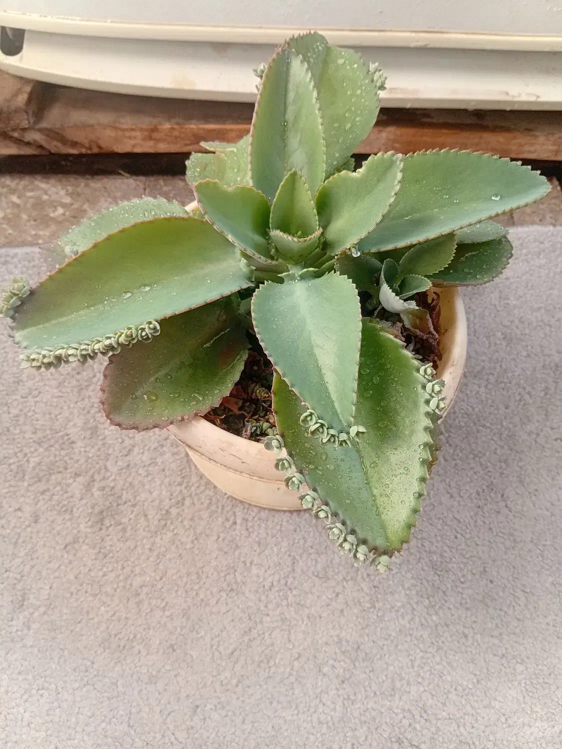 گل اشک|گل و گیاه طبیعی|محمدیه-قزوین, |دیوار