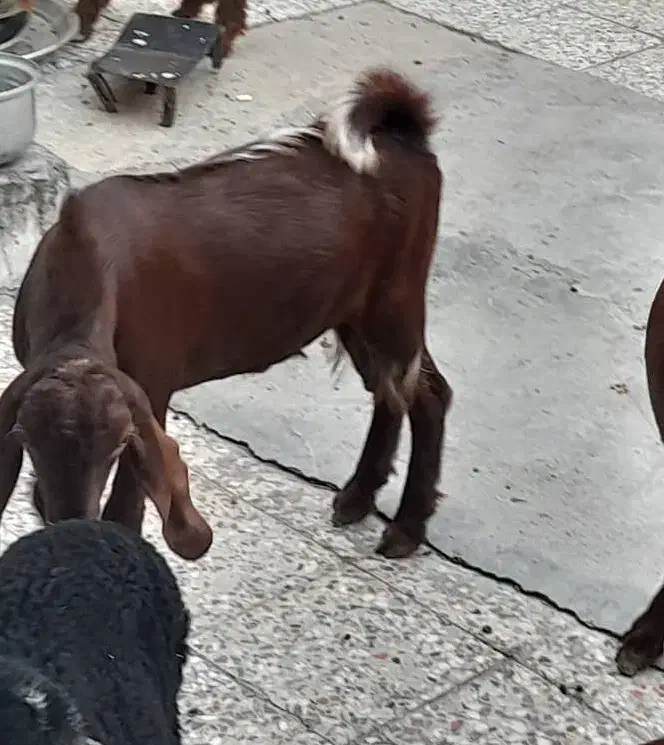 بز ماه با نر|حیوانات مزرعه|بندر ماهشهر, |دیوار