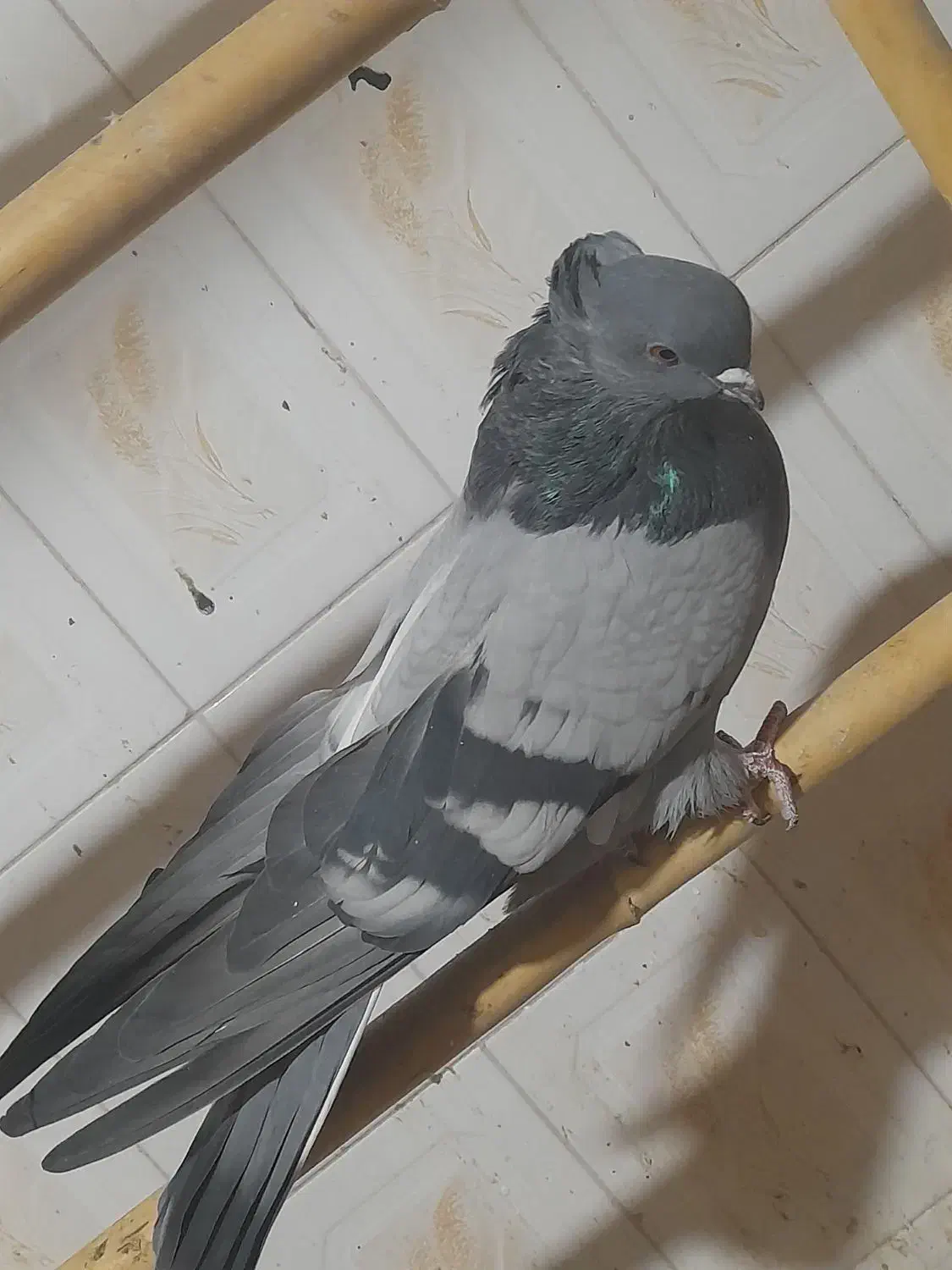 کبوتر سبز کاکلی پشت قنار|پرنده|مهدی شهر, |دیوار