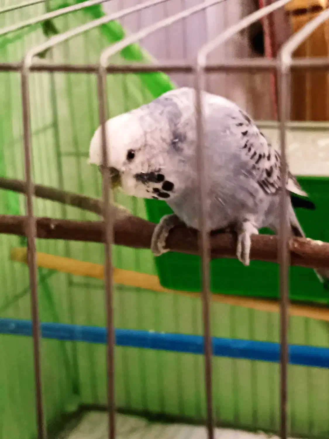 مرغ عشق برزیلی نر|پرنده|گلستان (تهران), |دیوار