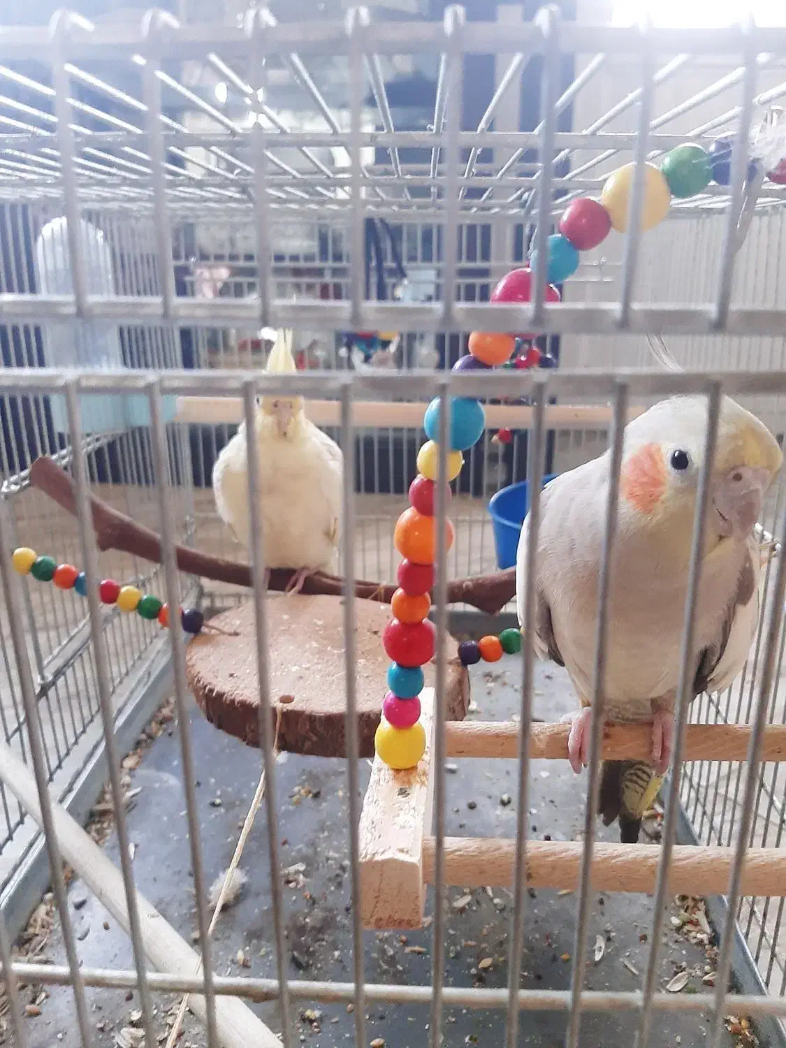 عروس هلندی نر وماده|پرنده|اصفهان, کشاورزی|دیوار