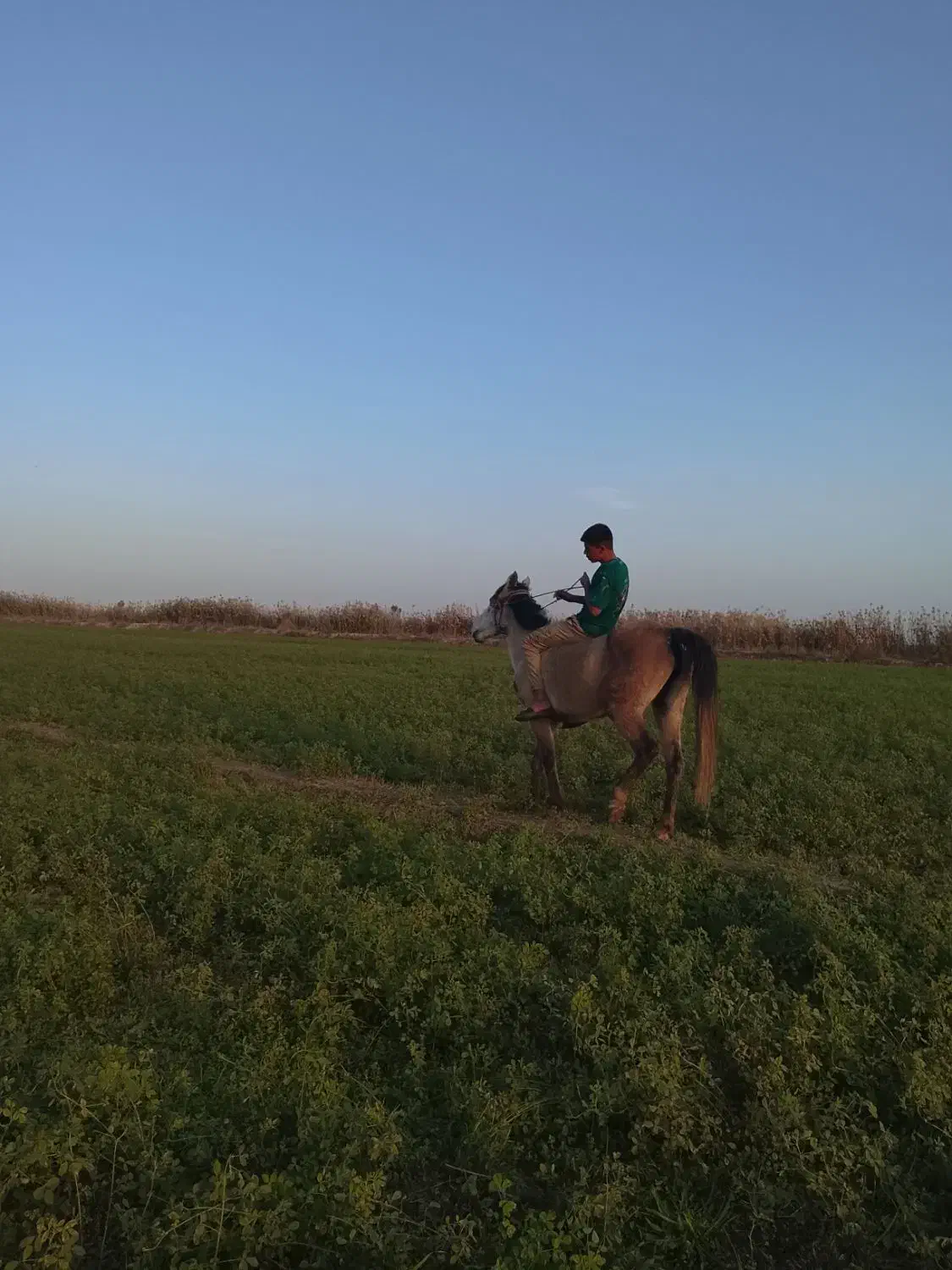 مادیون حامله|اسب و تجهیزات اسب‌سواری|شوشتر, |دیوار