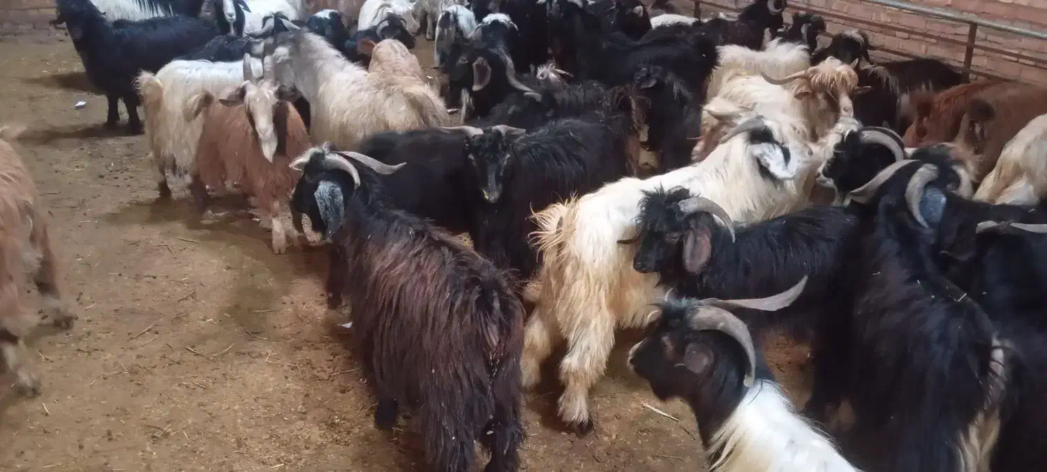 ۲۳۰ عدد بزغاله نر|حیوانات مزرعه|بستان آباد, |دیوار