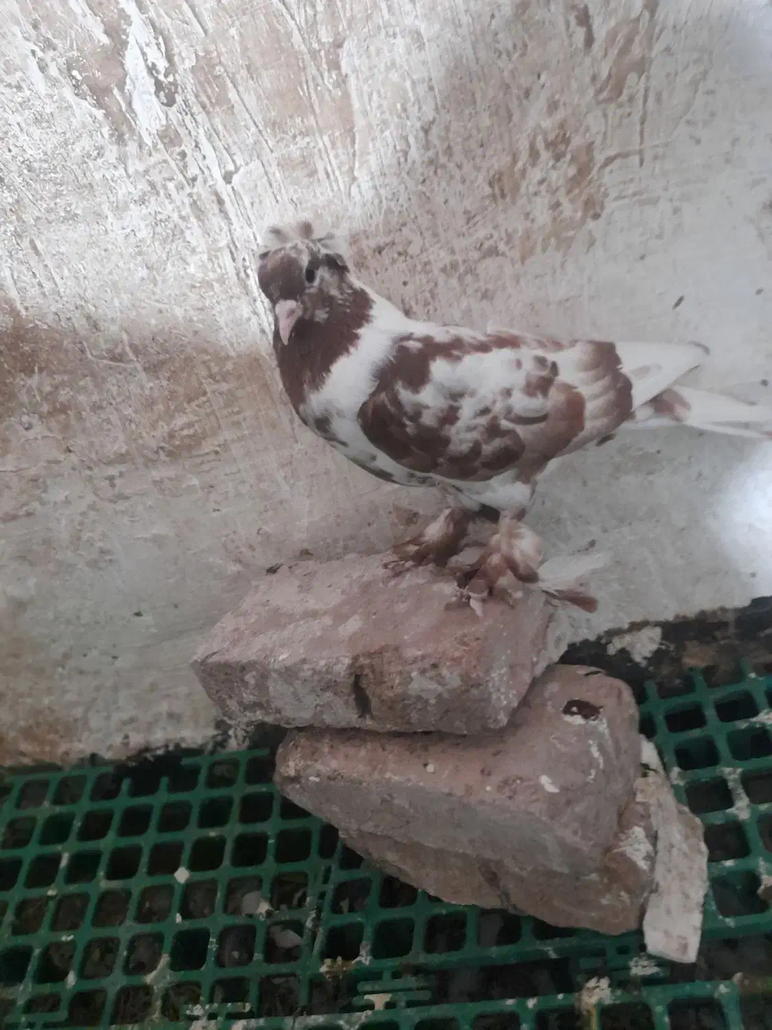 چیتی وقرمز|پرنده|اردبیل, |دیوار