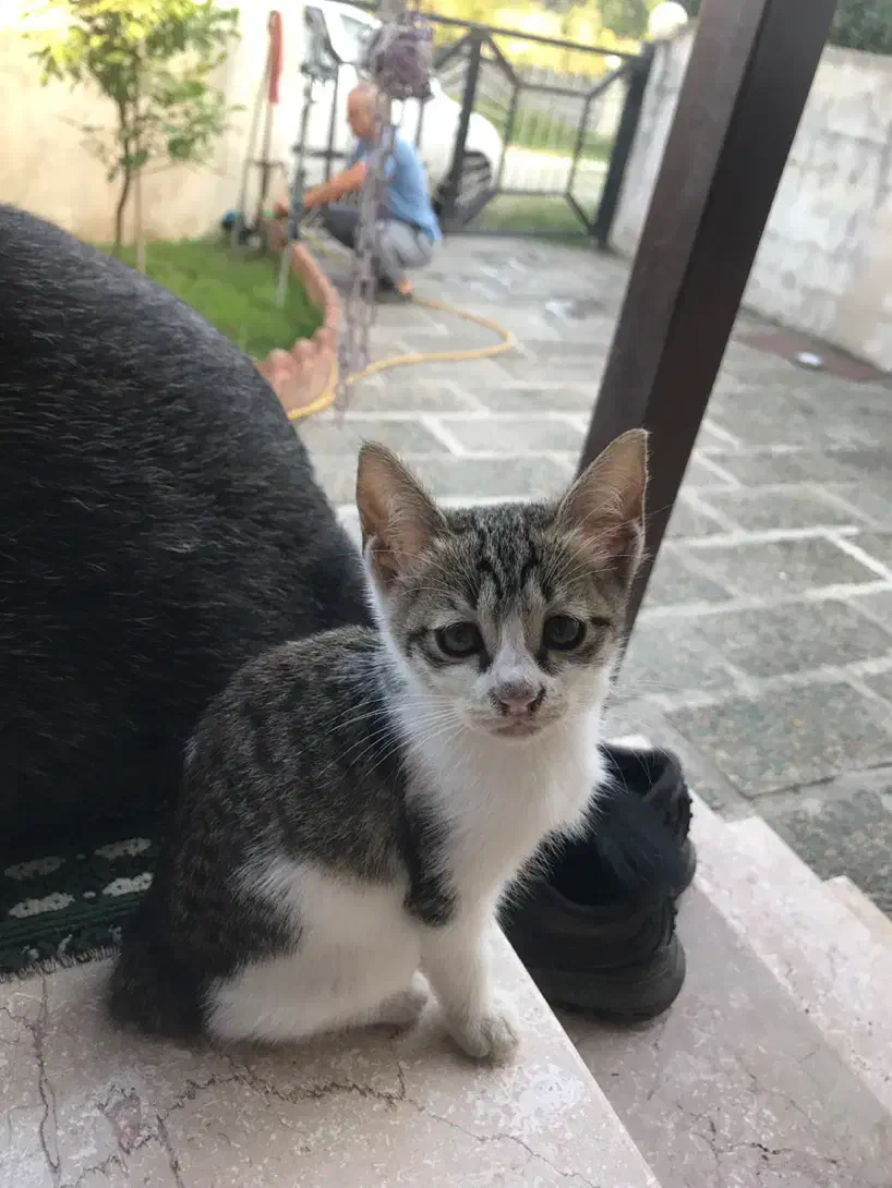 واگذاری رایگان بچه گربه|گربه|عباسآباد, |دیوار