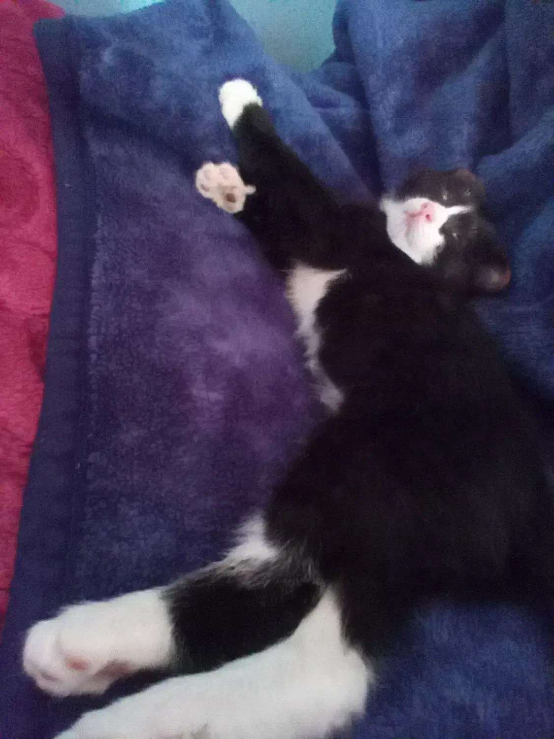 گربه رایگان|گربه|چالوس, |دیوار