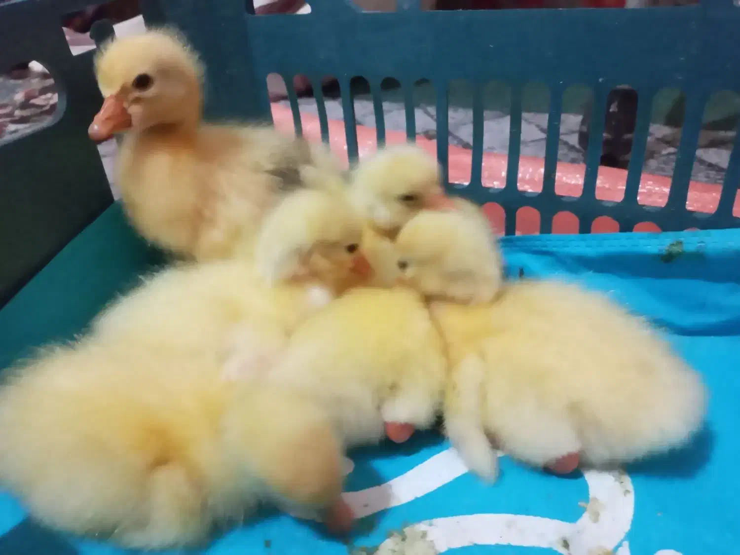 جوجه قو غاز  اکراینی|حیوانات مزرعه|رشت, یخسازی|دیوار