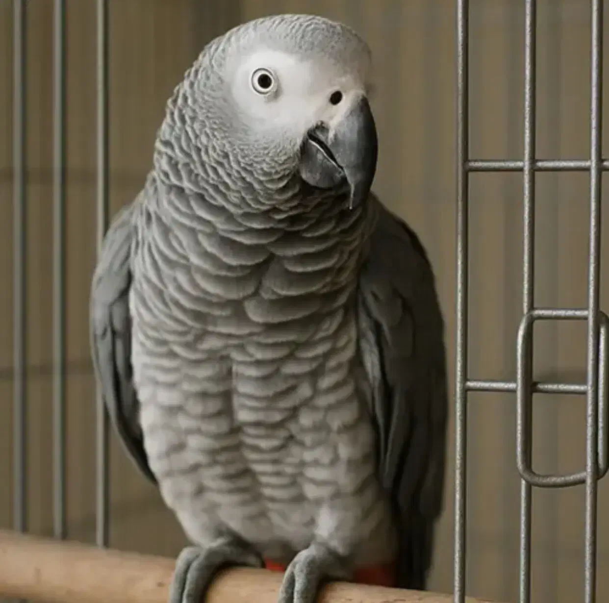 کلام دار|حیوانات مزرعه|رشت, استادسرا|دیوار