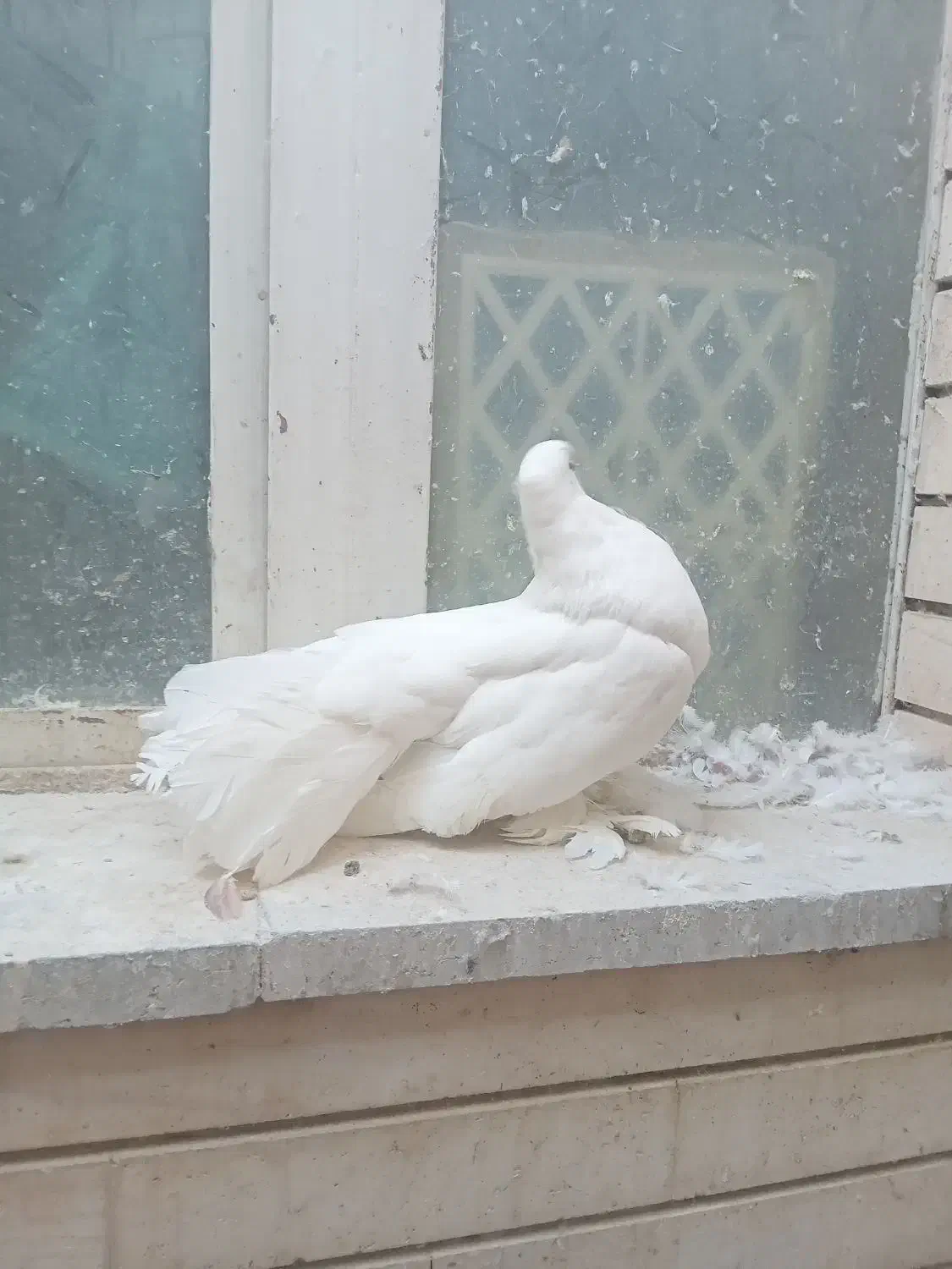 دم چتری ودمگیر|پرنده|اصفهان, ارغوانیه|دیوار