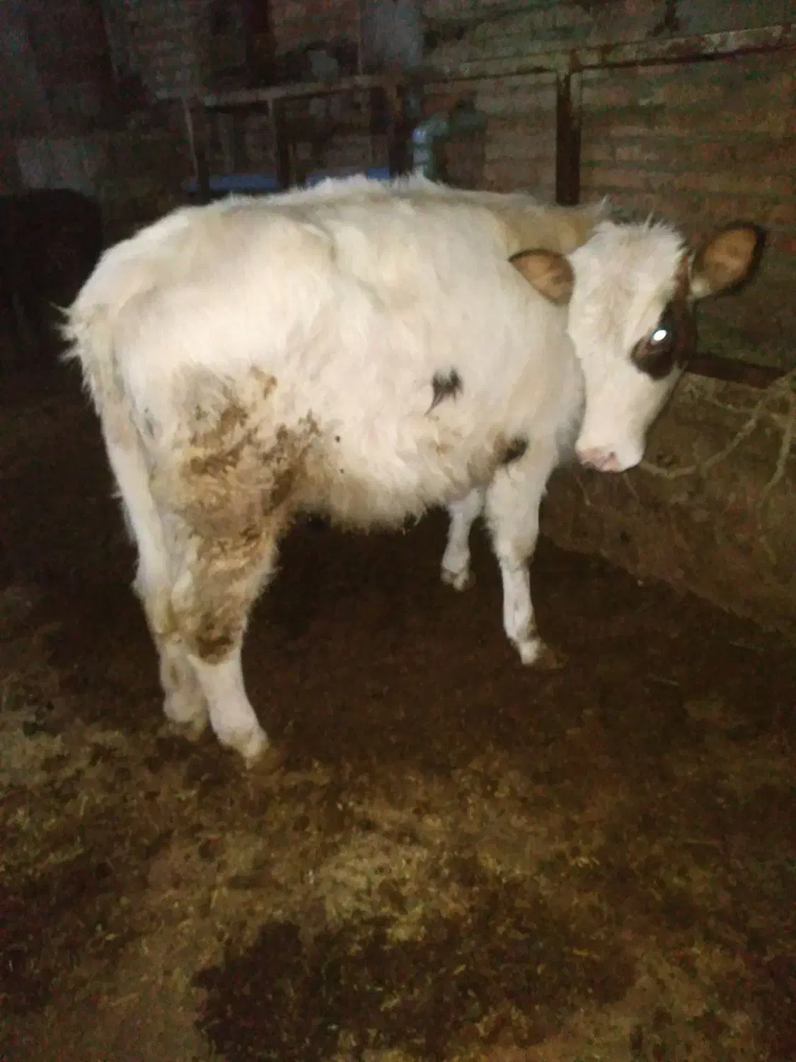 گوساله سیمینتال گوشتی|حیوانات مزرعه|باسمنج, |دیوار