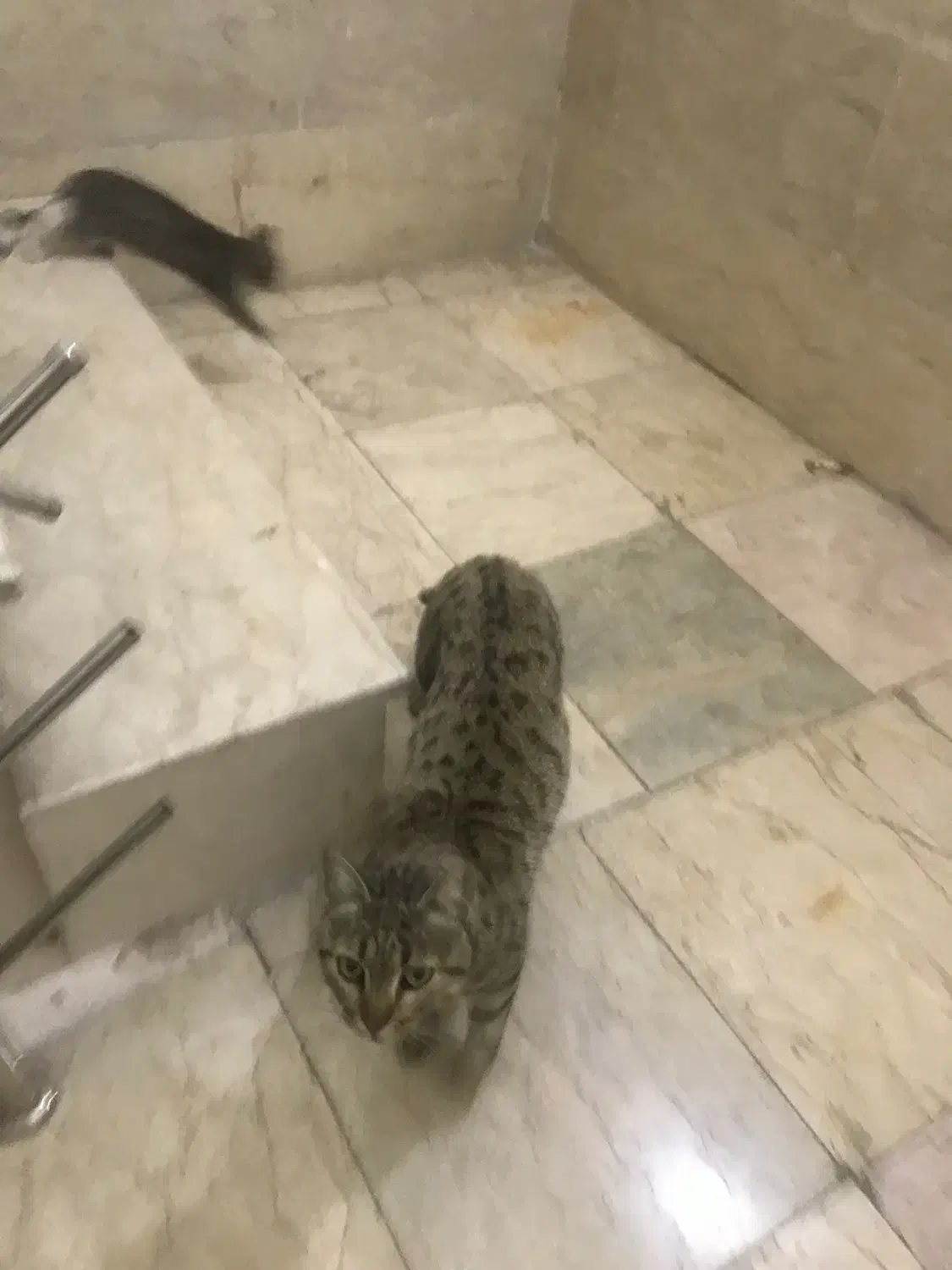 واگذاری گربه مادر باردار و ۴ بچه گربه رایگان کرج|گربه|کرج, گلستان|دیوار