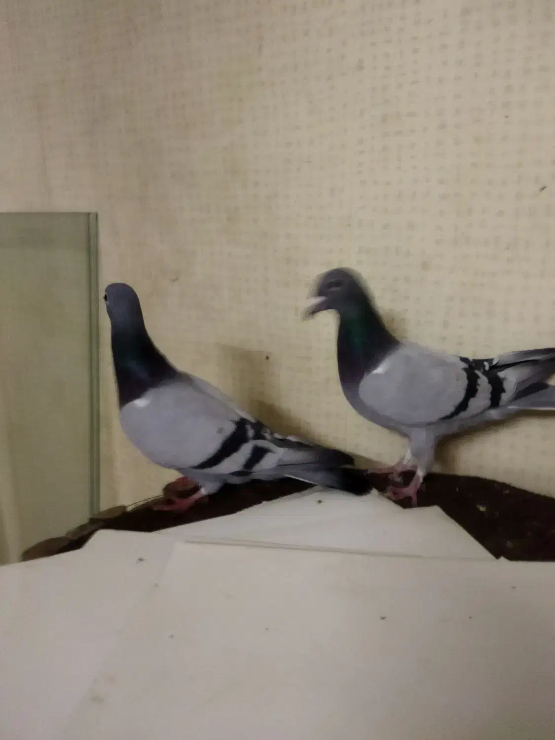 یک‌جفت‌پلاکی|پرنده|قم, نوبهار|دیوار