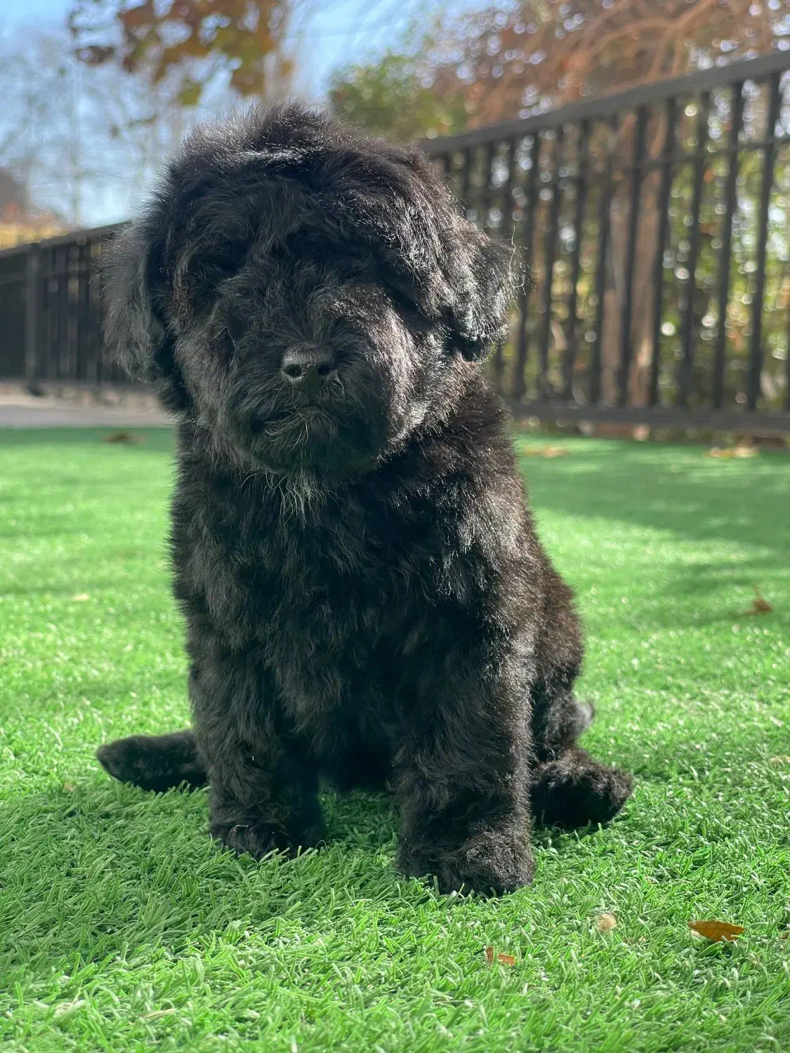 پودل ۲ ماهه|سگ|محمدشهر, محمدشهر|دیوار