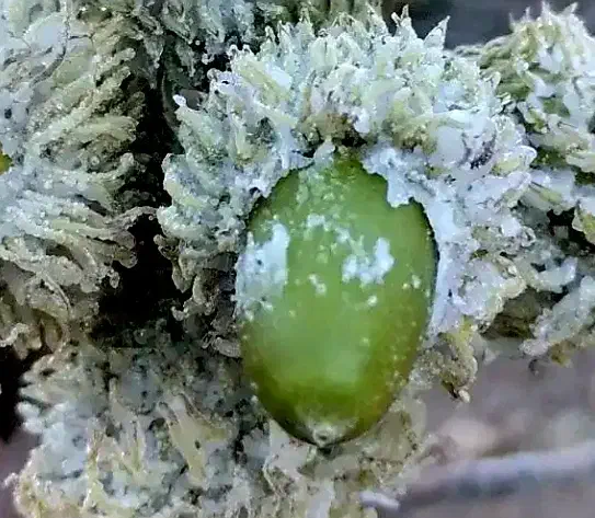 عسل دار طبیعی خالص|خوردنی و آشامیدنی|زرنه, |دیوار