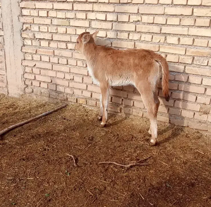 گاو یاگوساله|حیوانات مزرعه|کرخه, |دیوار