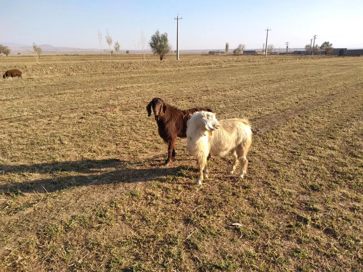 ۲عددبزغاله نرعراقی|حیوانات مزرعه|خواجه, |دیوار