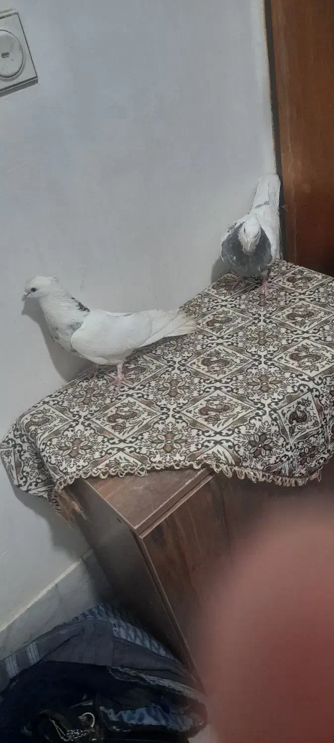 کفتر|پرنده|سربیشه, |دیوار