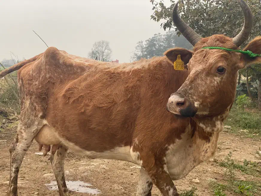 گاو و گوساله نر چالوسی|حیوانات مزرعه|رشت, سلیمانداراب|دیوار