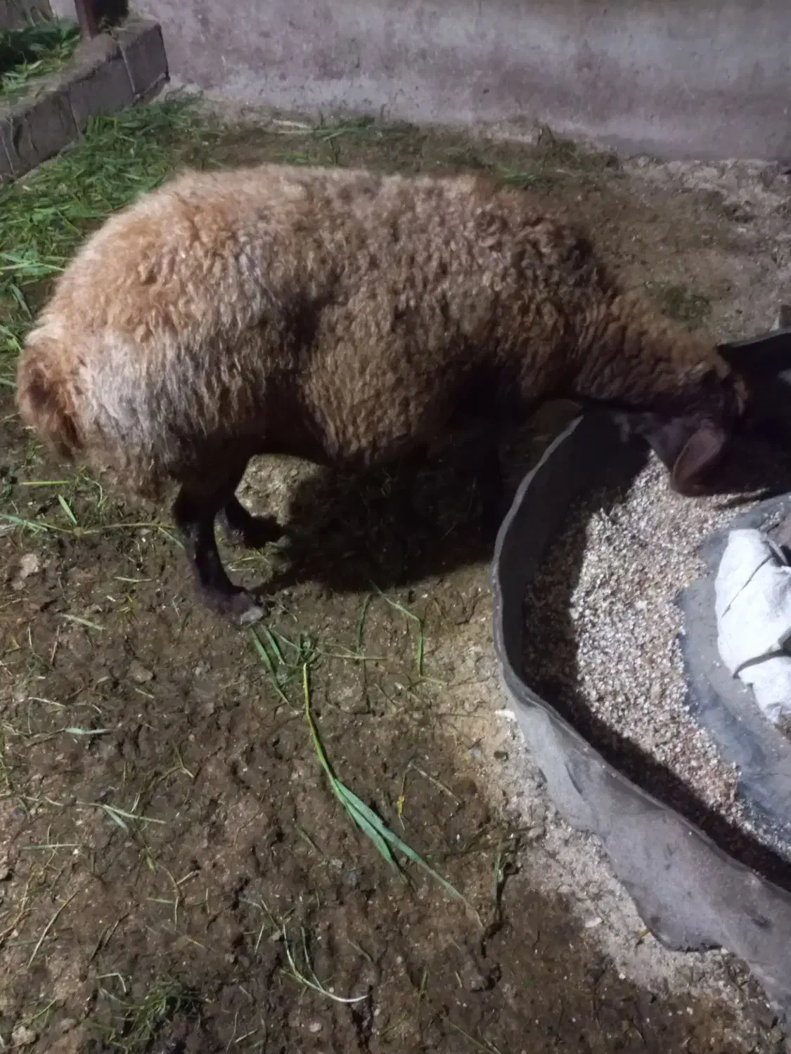 گوسفند ابستن سنگین فروش فوری|حیوانات مزرعه|ساری, |دیوار