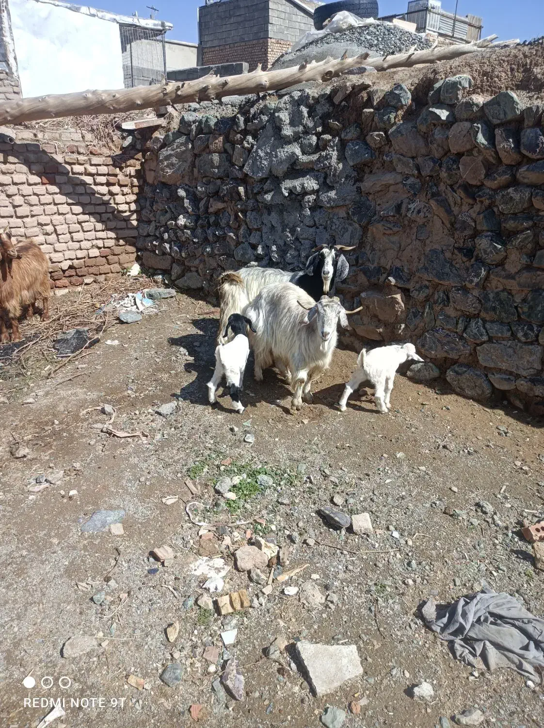 بز زاییده|حیوانات مزرعه|بیرجند, |دیوار