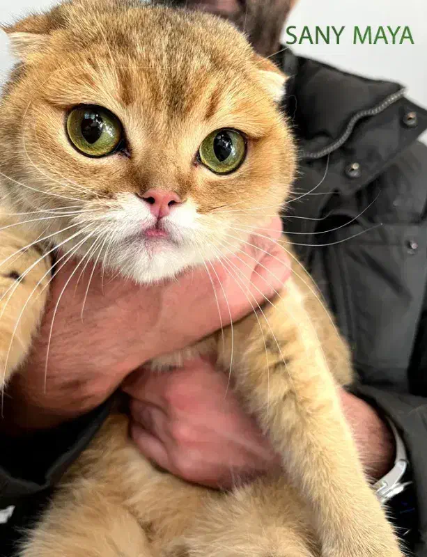 گربه|گربه|همدان, |دیوار