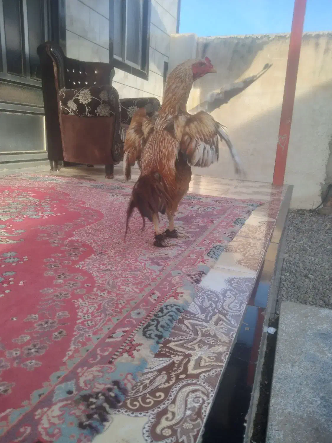 خروس لاری|حیوانات مزرعه|آق قلا, |دیوار