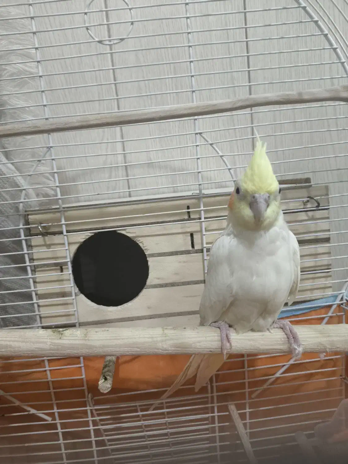 عروس هلندی|پرنده|آبدانان, |دیوار