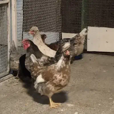 تخم نطفه دار|حیوانات مزرعه|ری, دولت‌آباد|دیوار