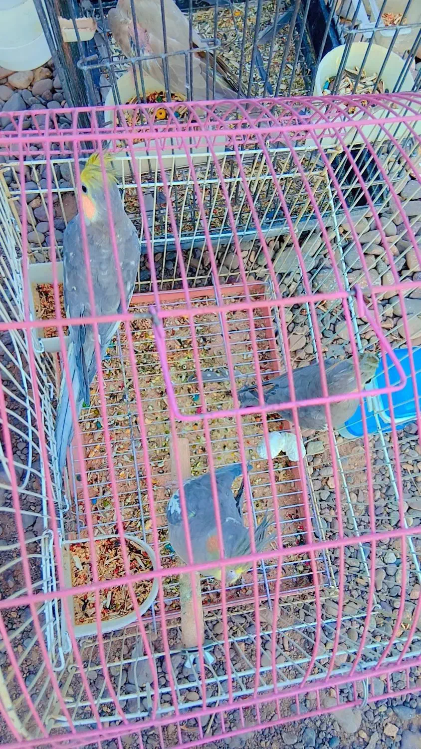 سامسونگ گلکسی(هلندی عروس)|موبایل|بم, |دیوار