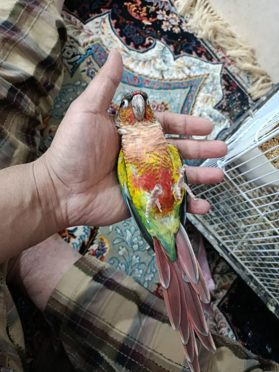 گرینجیگ  نر آماده  با قرمزی بالا باتست جنسیت|پرنده|مشهد, شهید آوینی|دیوار