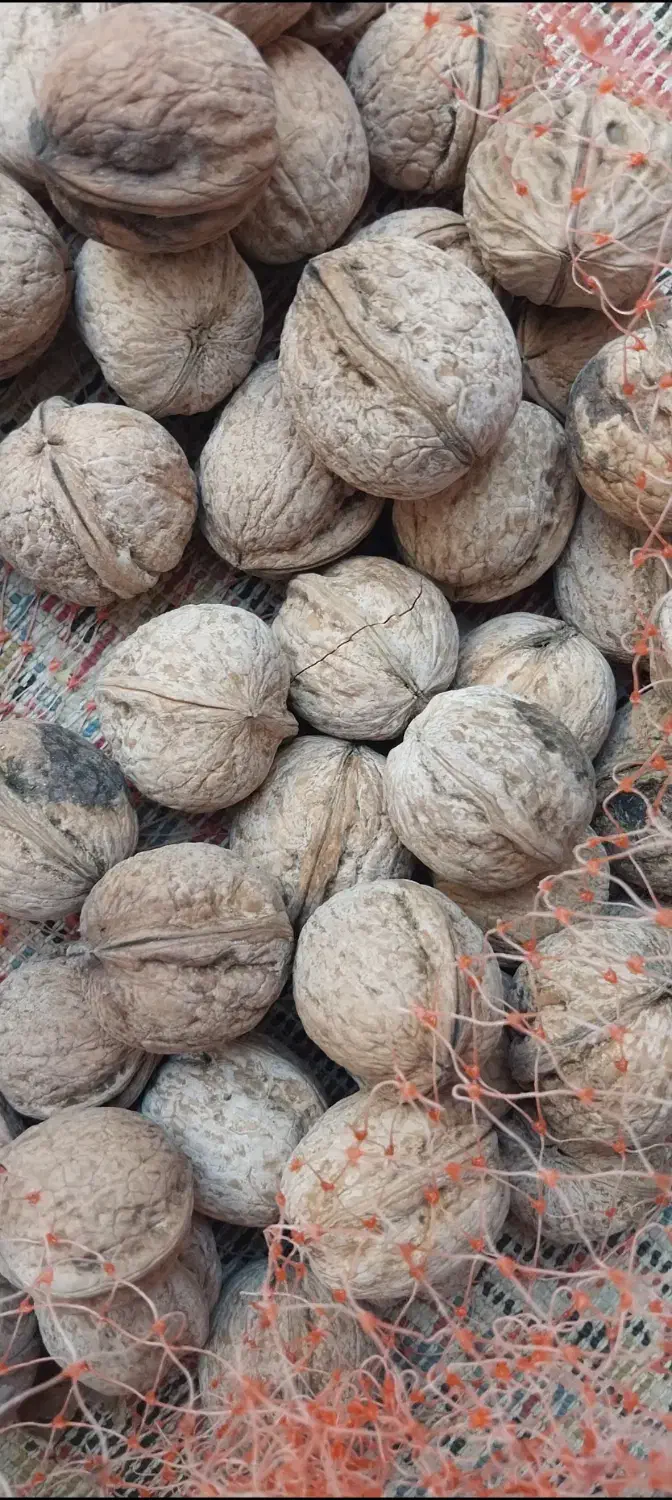 گردو درجه یک اعلا|حراج|اندیمشک, |دیوار