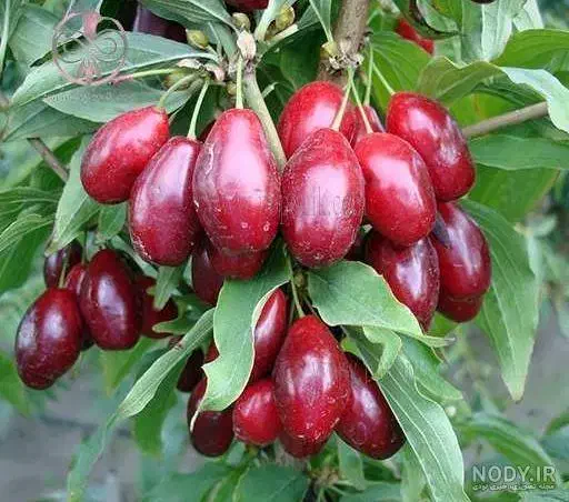 5 عدد نهال میوه فقط 350 هزارتومن مخصوص همشهریان قم|خدمات باغبانی و درختکاری|قم, شهرک سازمان آب|دیوار