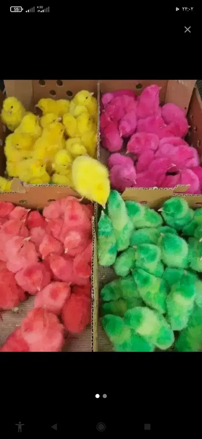 جوجه رنگی سرحال|ماهی|سرپل ذهاب, |دیوار