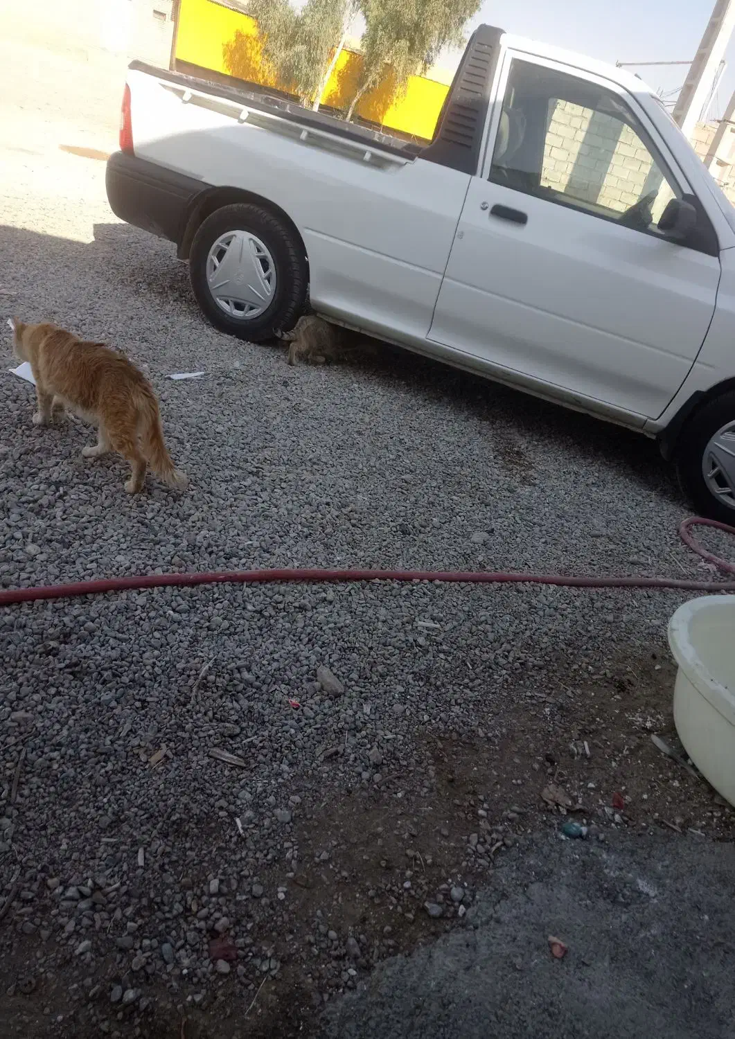 گربه|گربه|شوش, |دیوار